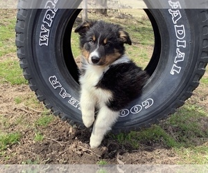 Australian Shepherd Puppy for sale in HILLSBORO, WI, USA