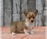 Small #1 Pembroke Welsh Corgi