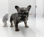 Small Photo #14 French Bulldog Puppy For Sale in PLEASANTON, CA, USA