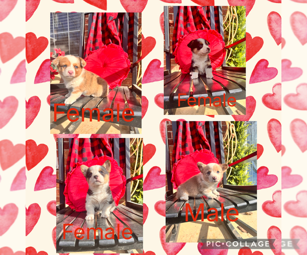 Medium Photo #1 American Corgi Puppy For Sale in BROKEN BOW, OK, USA