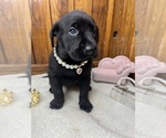 Small #3 Labrador Retriever