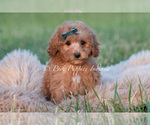 Small #1 Maltipoo (Miniature)