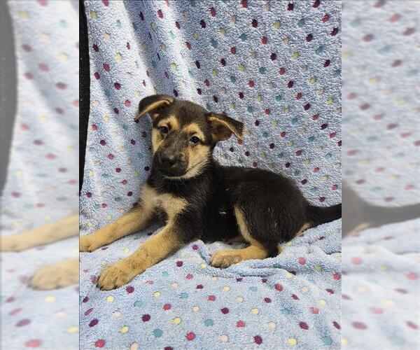 Medium Photo #1 German Shepherd Dog-Unknown Mix Puppy For Sale in Conroe, TX, USA