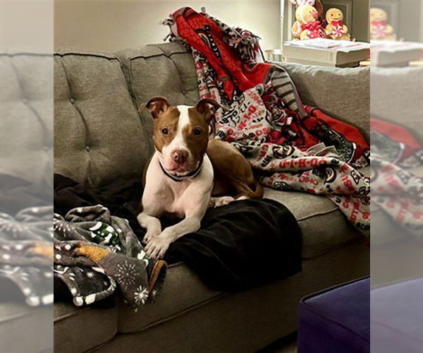 Medium Photo #3 Mutt Puppy For Sale in Louisville, KY, USA