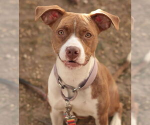 Mutt Dogs for adoption in Philadelphia, PA, USA