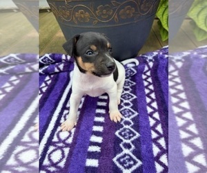 Rat Terrier Puppy for sale in TAMPICO, IL, USA