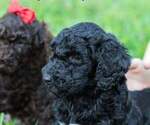 Small #2 Poodle (Standard)