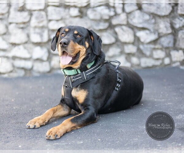 Medium Photo #18 Rottweiler-Unknown Mix Puppy For Sale in White Hall, AR, USA