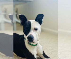 Mutt Dogs for adoption in Woodland, CA, USA