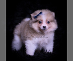 Small #3 Pomeranian