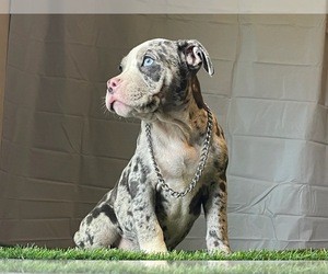 American Bully Puppy for sale in NORTH VENICE, FL, USA