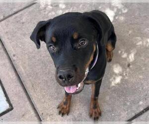 Rottweiler Dogs for adoption in Martinez, CA, USA