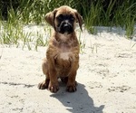 Small #2 Boxer-Poodle (Standard) Mix
