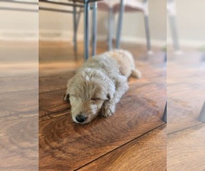 Goldendoodle Puppy for Sale in STATESVILLE, North Carolina USA