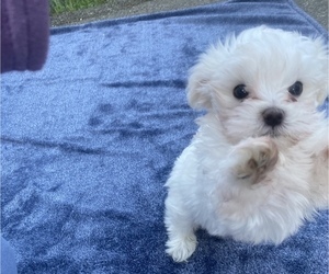 Maltese-Maltipoo Mix Puppy for Sale in LYNNWOOD, Washington USA