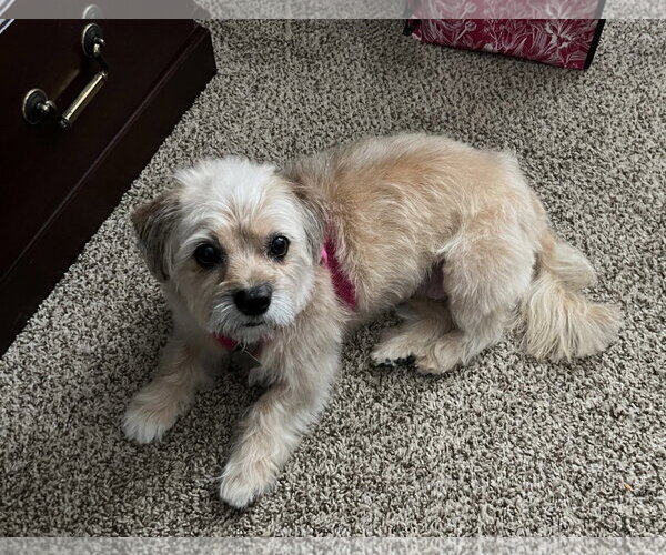 Medium Photo #2 Shih Tzu Puppy For Sale in Pacolet, SC, USA