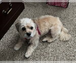 Small #1 Shih Tzu
