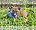 Bryan - Male Mutt Dog for Adoption - Small photo