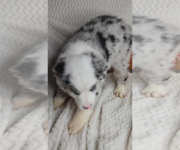 Medium Photo #6 Miniature Australian Shepherd Puppy For Sale in JASONVILLE, IN, USA