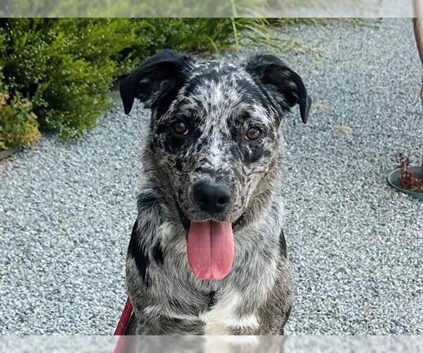Medium Photo #1 Catahoula Leopard Dog-Labrador Retriever Mix Puppy For Sale in Redwood City, CA, USA
