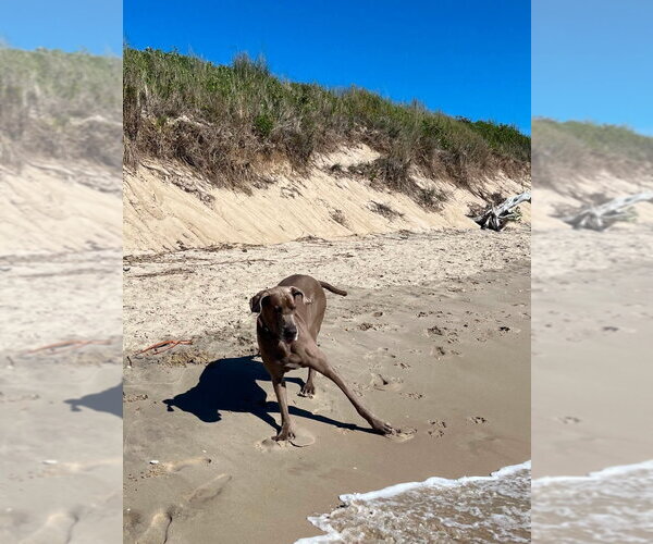 Medium Photo #7 Great Dane Puppy For Sale in Bullard, TX, USA