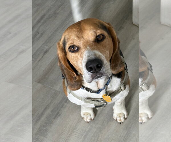 Medium Photo #1 Beagle Puppy For Sale in Tampa, FL, USA