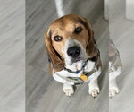 Small Beagle