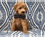 Small Photo #2 Goldendoodle-Poodle (Standard) Mix Puppy For Sale in LAKELAND, FL, USA