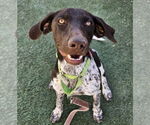 Small #3 German Shorthaired Pointer Mix