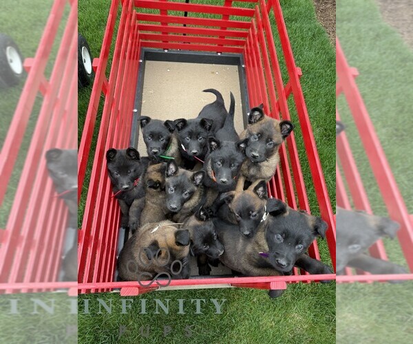 Medium Photo #2 Belgian Malinois Puppy For Sale in RONKS, PA, USA