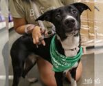 Small #5 Labrador Retriever-Retriever  Mix