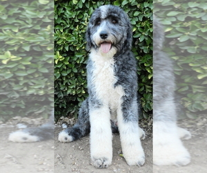 Father of the Sheepadoodle puppies born on 09/11/2022
