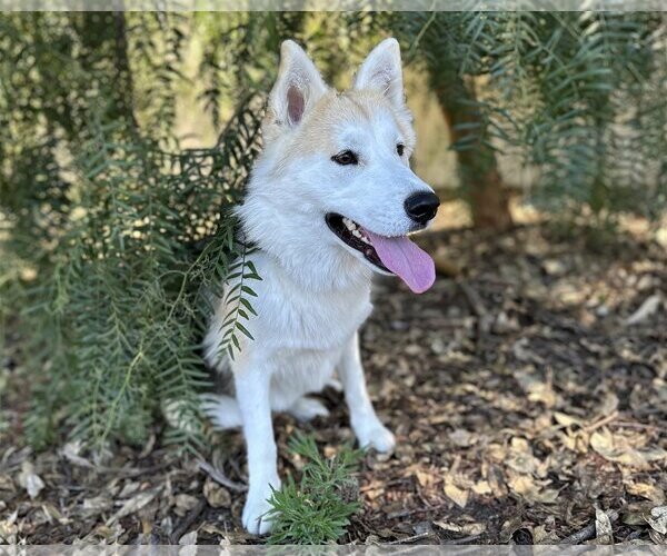 Medium Photo #2 German Shepherd Dog-Huskies  Mix Puppy For Sale in San Diego, CA, USA