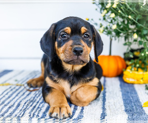 Medium Golden Retriever-Jack Russell Terrier Mix