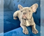 Small #1 French Bulldog