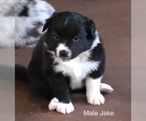 Border-Aussie Puppy for sale in LONG BRANCH, TX, USA