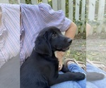 Small #2 Golden Labrador