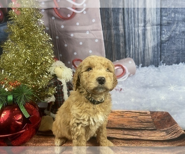 Medium Photo #20 Aussiedoodle Puppy For Sale in COMMERCE, MI, USA