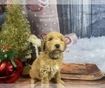 Small Photo #20 Aussiedoodle Puppy For Sale in COMMERCE, MI, USA