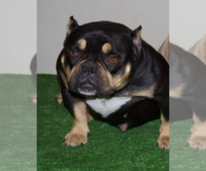 Mother of the American Bully puppies born on 11/06/2021