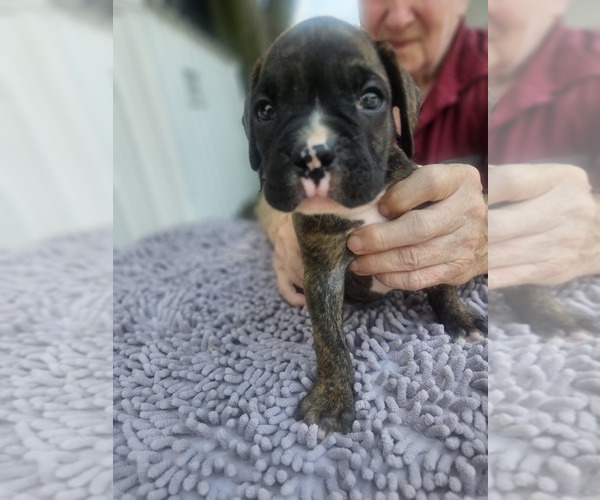 Medium Photo #2 Boxer Puppy For Sale in GOLDFIELD, IA, USA