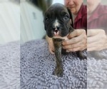 Small #1 Boxer
