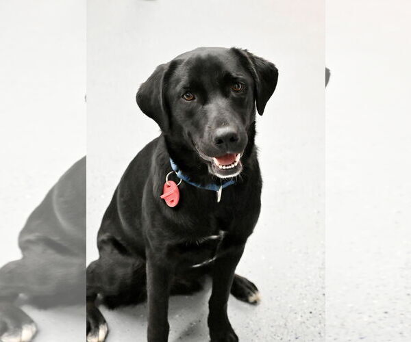 Medium Photo #2 Borador Puppy For Sale in Wakefield, RI, USA