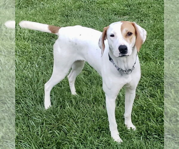 Medium Photo #1 Beagle-Pointer Mix Puppy For Sale in Batavia, OH, USA