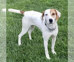 Small Beagle-Pointer Mix