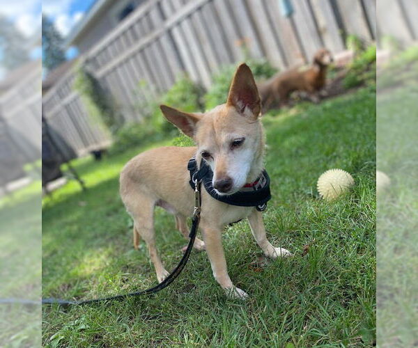 Medium Photo #7 Rat-Cha Puppy For Sale in Princeton, MN, USA
