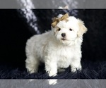 Small #4 Maltipoo