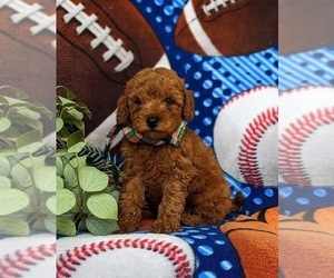 Goldendoodle (Miniature) Puppy for sale in CHRISTIANA, PA, USA