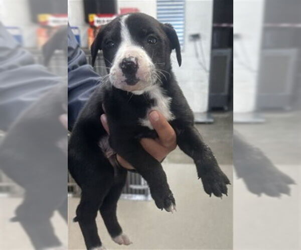 Medium Photo #1 Mutt Puppy For Sale in San Bernardino, CA, USA