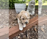 Small #6 Bichpoo